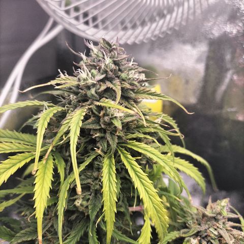 Northern Lights Auto (Indica) growlog timeline photo