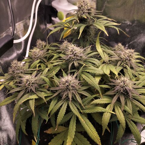 Royal Kush Auto (Indica) growlog timeline photo
