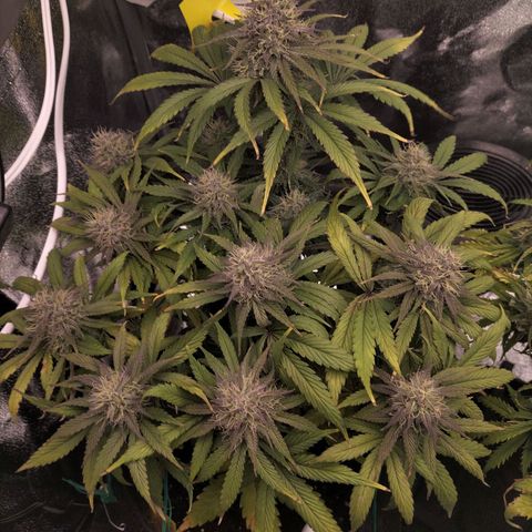 Royal Kush Auto (Indica) growlog timeline photo