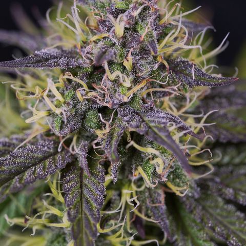 Royal Kush Auto (Indica) growlog timeline photo