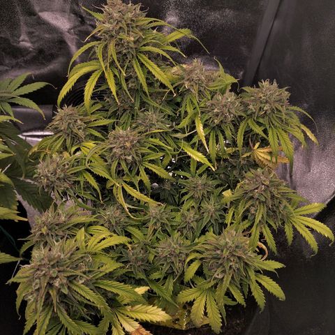 Northern Lights Auto (Indica) growlog timeline photo