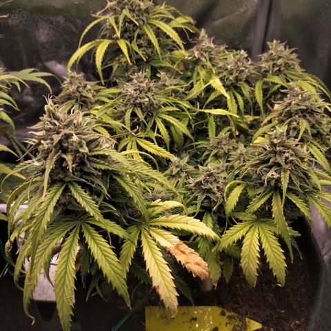 Northern Lights Auto (Indica) growlog timeline photo