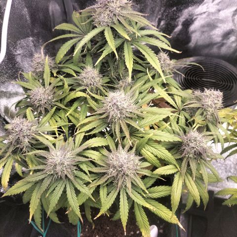 Royal Kush Auto (Indica) growlog timeline photo