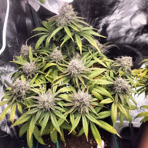 Royal Kush Auto (Indica) growlog timeline photo