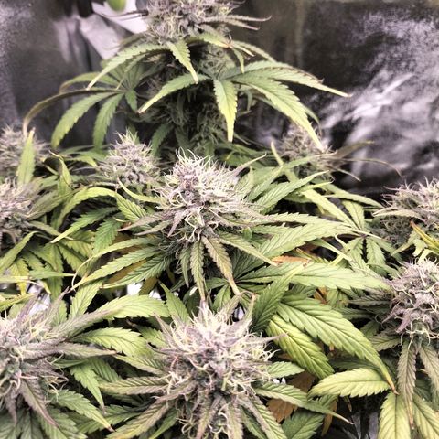 Royal Kush Auto (Indica) growlog timeline photo