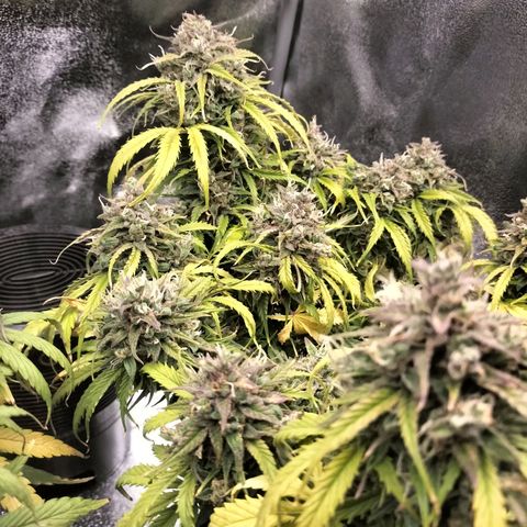 Northern Lights Auto (Indica) growlog timeline photo