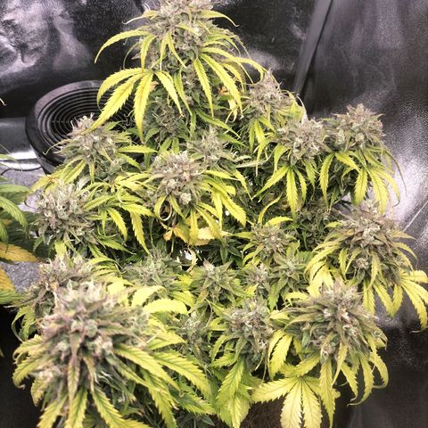 Northern Lights Auto (Indica) growlog timeline photo