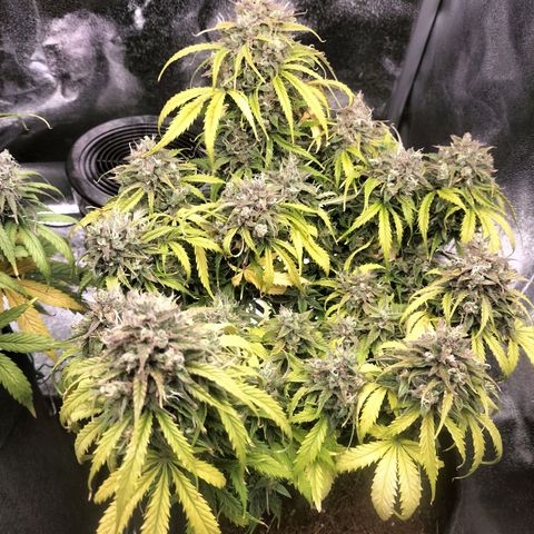 Northern Lights Auto (Indica) growlog timeline photo