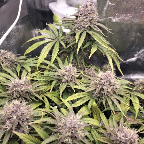 Royal Kush Auto (Indica) growlog timeline photo