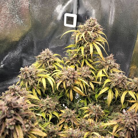 Northern Lights Auto (Indica) growlog timeline photo