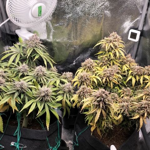 Northern Lights Auto (Indica) growlog timeline photo
