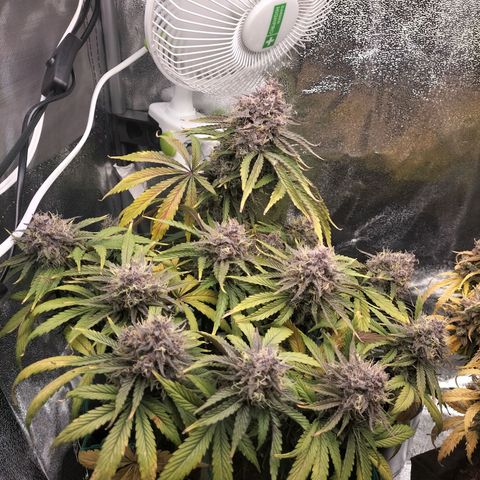 Royal Kush Auto (Indica) growlog timeline photo