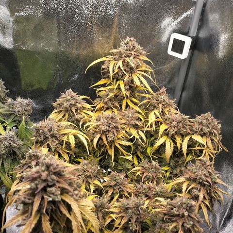 Northern Lights Auto (Indica) growlog timeline photo