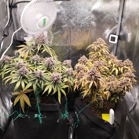 Northern Lights Auto (Indica) growlog timeline photo