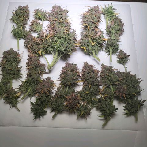 Northern Lights Auto (Indica) growlog timeline photo