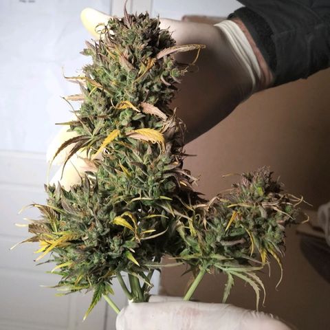 Northern Lights Auto (Indica) growlog timeline photo