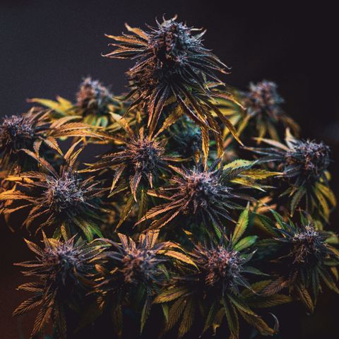 Royal Kush Auto (Indica) growlog timeline photo