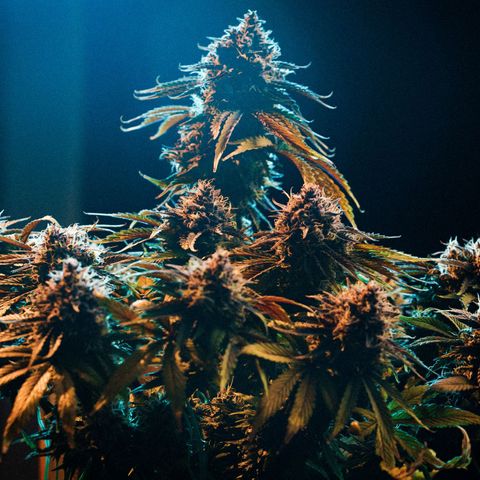 Royal Kush Auto (Indica) growlog timeline photo