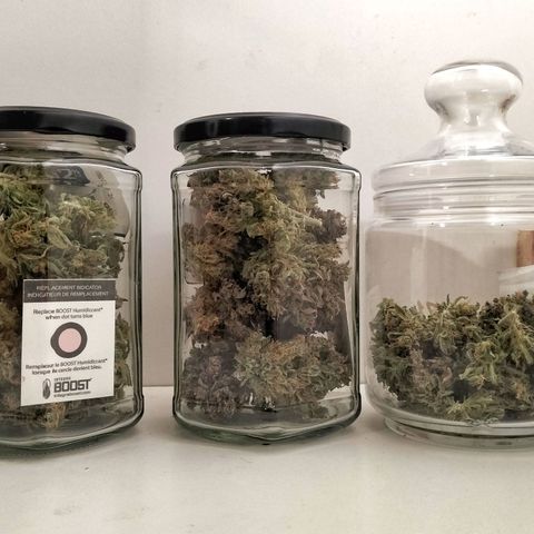 Northern Lights Auto (Indica) growlog timeline photo