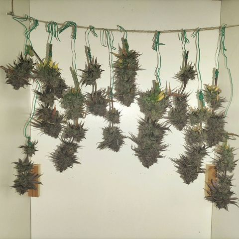 Royal Kush Auto (Indica) growlog timeline photo