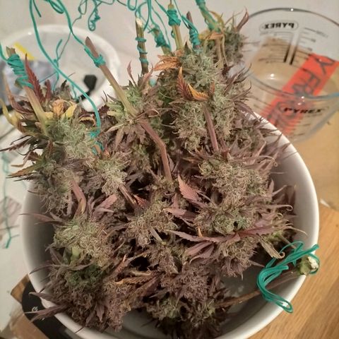 Royal Kush Auto (Indica) growlog timeline photo