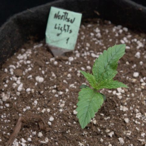 Northern Light Automatic 1 growlog timeline photo