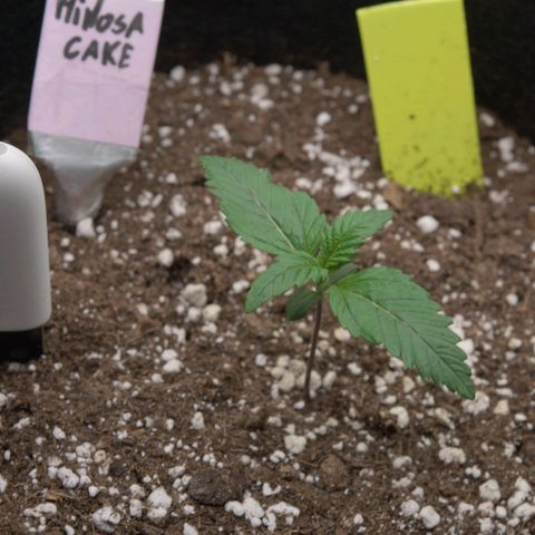 Mimosa Cake Auto growlog timeline photo