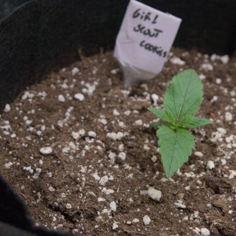Girl Scout Cookies growlog timeline photo