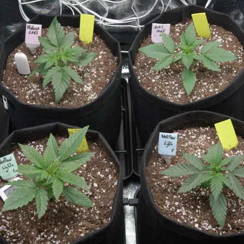 Northern Light Automatic 1 growlog timeline photo