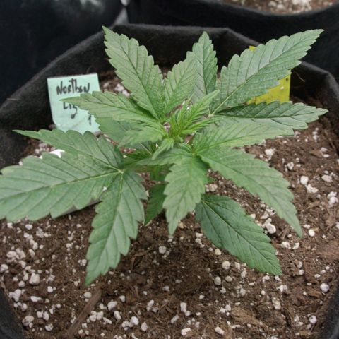 Northern Light Automatic 1 growlog timeline photo