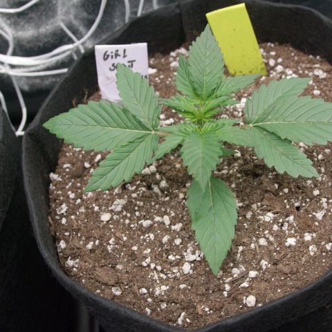 Girl Scout Cookies growlog timeline photo