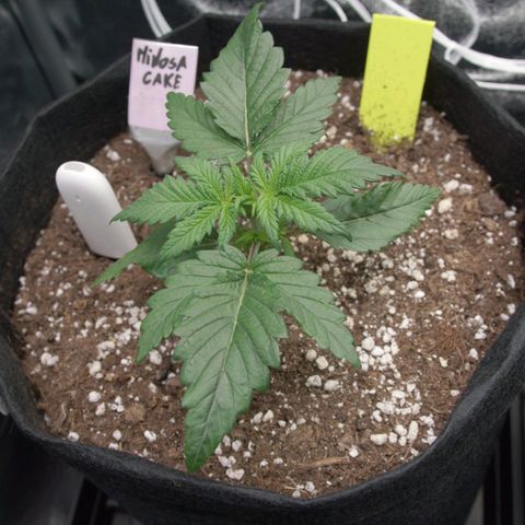 Mimosa Cake Auto growlog timeline photo