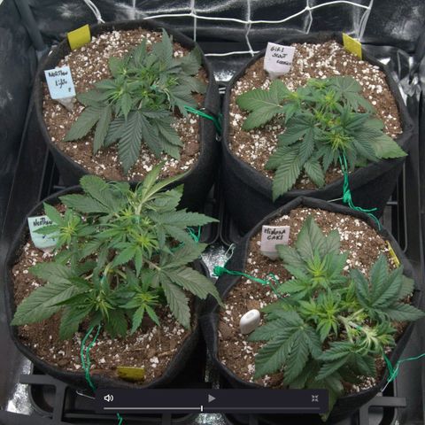 Northern Light Automatic 1 growlog timeline photo
