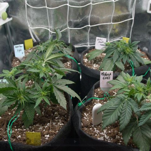 Northern Light Automatic 1 growlog timeline photo