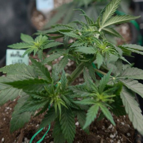 Northern Light Automatic 1 growlog timeline photo