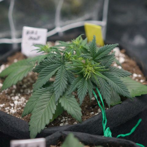Girl Scout Cookies growlog timeline photo