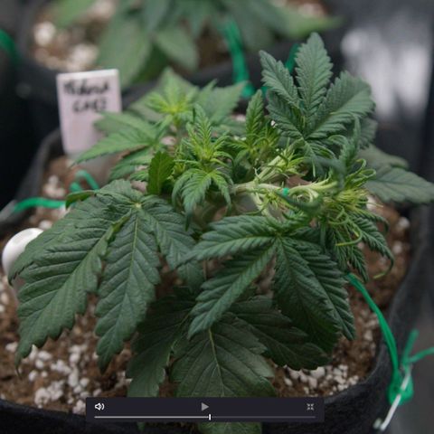 Mimosa Cake Auto growlog timeline photo