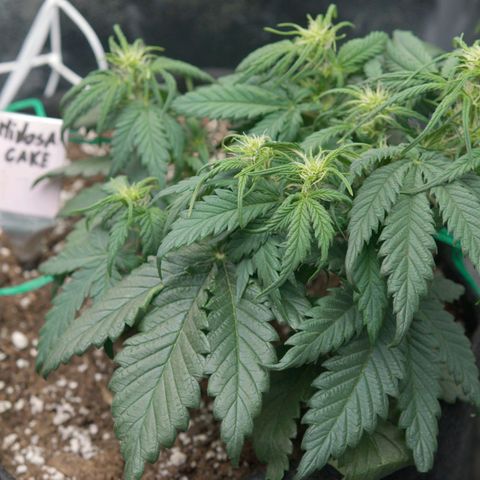 Mimosa Cake Auto growlog timeline photo