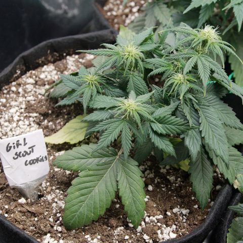 Girl Scout Cookies growlog timeline photo