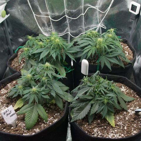 Northern Light Automatic 1 growlog timeline photo