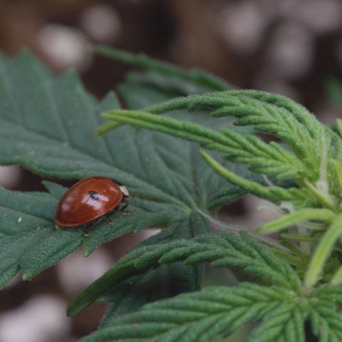 Northern Light Automatic 1 growlog timeline photo