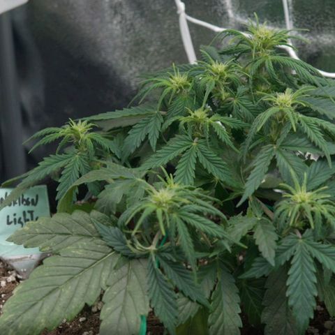 Northern Light Automatic 1 growlog timeline photo