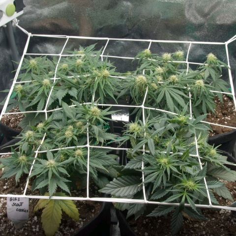 Northern Light Automatic 1 growlog timeline photo