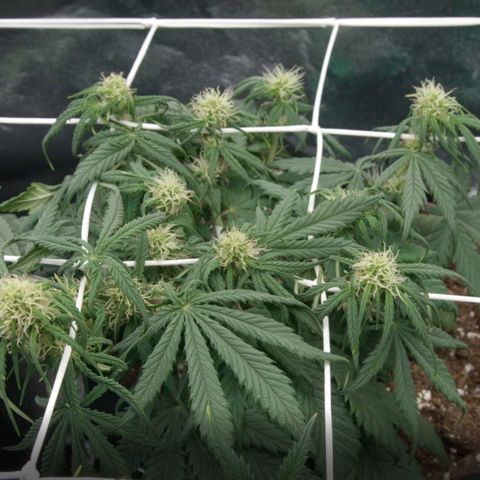 Mimosa Cake Auto growlog timeline photo