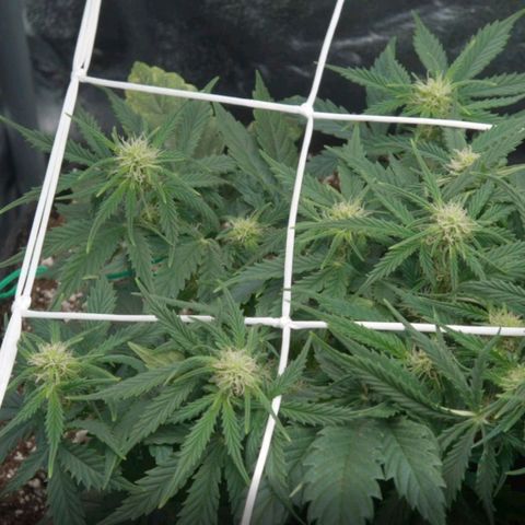 Northern Light Automatic 1 growlog timeline photo