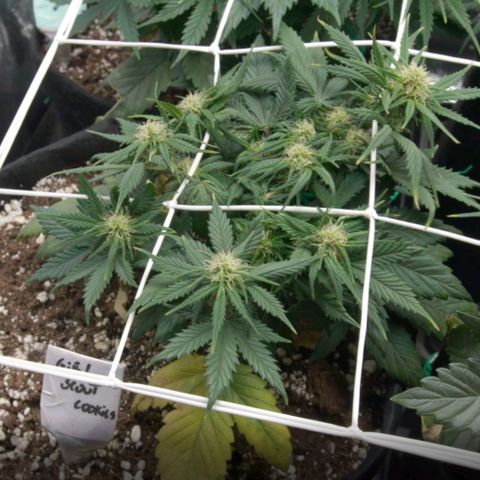 Girl Scout Cookies growlog timeline photo