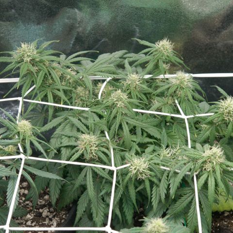 Mimosa Cake Auto growlog timeline photo