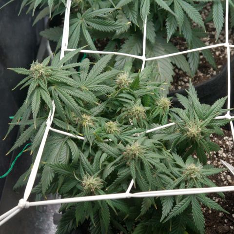 Girl Scout Cookies growlog timeline photo