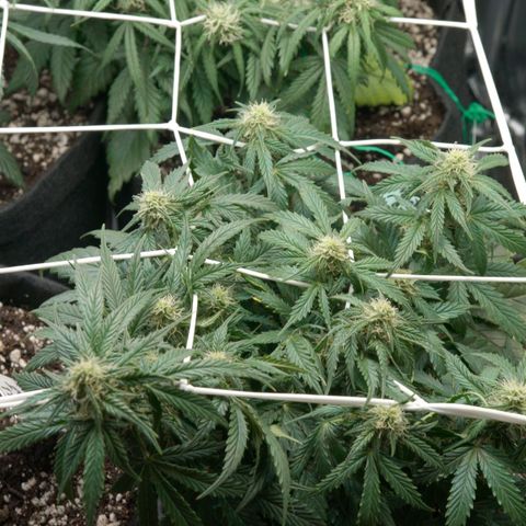 Northern Light Automatic 1 growlog timeline photo