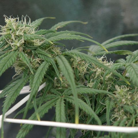 Mimosa Cake Auto growlog timeline photo